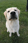 sitting Labrador Retriever