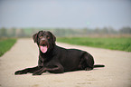 lying Labrador Retriever