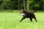 retrieving Labrador Retriever