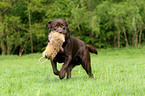 retrieving Labrador Retriever