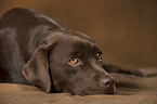 lying Labrador Retriever