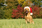 sitting Labrador Retriever