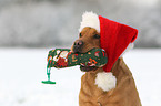 Labrador Retriever Portrait