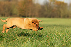 Labrador Retriever Puppy