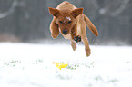 jumping Labrador Retriever