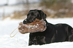 retrieving Labrador Retriever