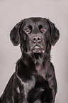 Labrador Retriever Portrait