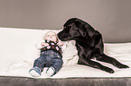 Labrador Retriever and baby