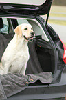 sitting Labrador Retriever