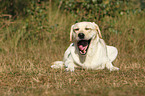 lying Labrador Retriever