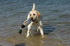 retrieving Labrador Retriever