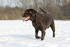 walking Labrador Retriever