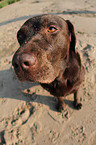 sitting Labrador Retriever