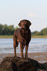 Labrador Retriever