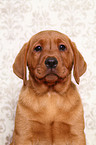 Labrador Retriever puppy