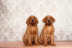 Labrador Retriever puppies