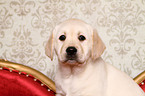 Labrador Retriever puppy