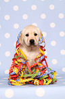 Labrador Retriever puppy