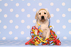 Labrador Retriever puppy