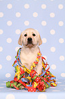 Labrador Retriever puppy