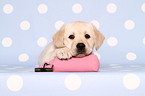 Labrador Retriever puppy