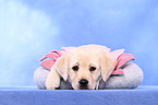 Labrador Retriever puppy