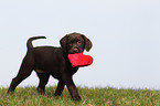 Labrador Retriever puppy