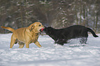 2 Labrador Retrievers