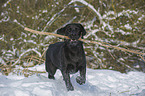 playing Labrador Retriever