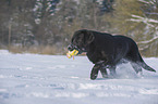 playing Labrador Retriever