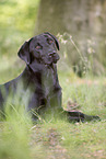 young Labrador Retriever