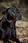 young Labrador Retriever