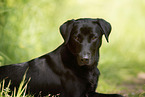 young Labrador Retriever