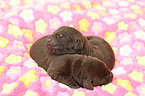 Labrador Retriever Puppies