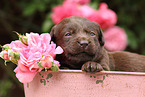 Labrador Retriever Puppy