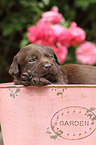 Labrador Retriever Puppy