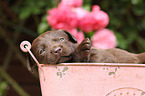 Labrador Retriever Puppy