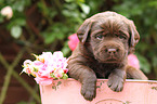 Labrador Retriever Puppy