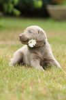 Labrador Retriever Puppy