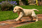 Labrador Retriever puppy