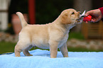 Labrador Retriever puppy