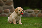 Labrador Retriever puppy