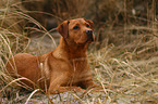 lying Labrador Retriever