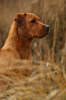 Labrador Retriever Portrait