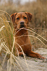 lying Labrador Retriever