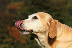 Labrador Retriever Portrait