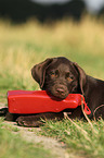 Labrador Retriever Puppy