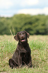 Labrador Retriever Puppy