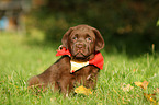 Labrador Retriever Puppy