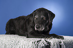 old Labrador Retriever